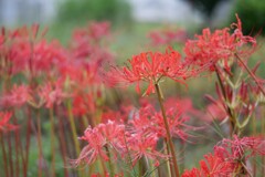 朝散歩にて 34
