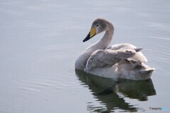 昨日の白鳥たち 1/4