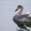 昨日の白鳥たち 1/4