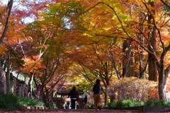 紅葉