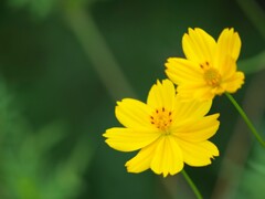 キバナコスモス