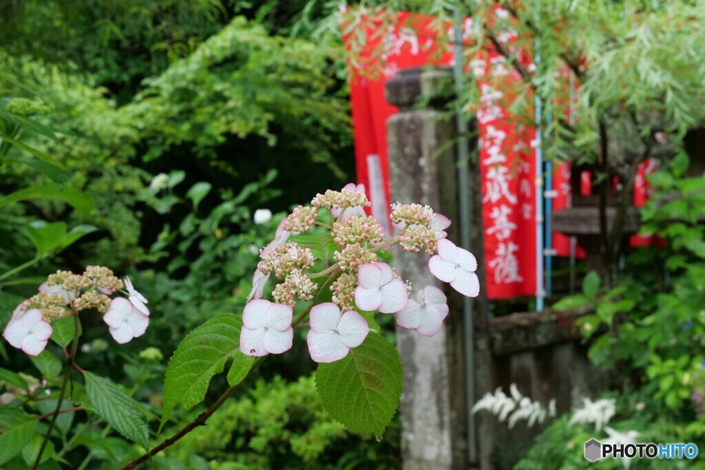 紫陽花