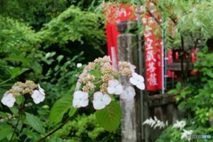 紫陽花