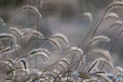 灯滅せんとして光を増す
