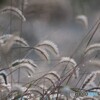灯滅せんとして光を増す