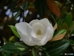 泰山木