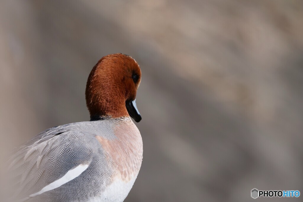 春うらら