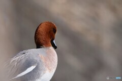 春うらら