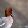 春うらら