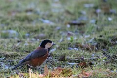 続 公園の小鳥たち