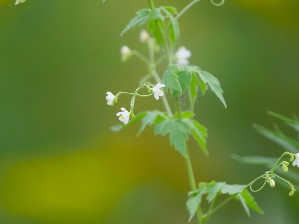 朝散歩にて 7