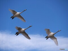 そばまでやってきた！