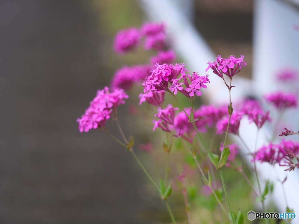 道端の花