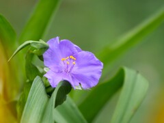 公園の花たち