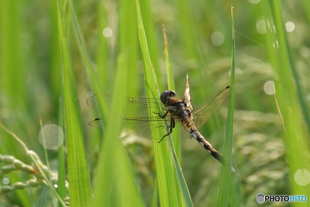 朝の田んぼにて 2/2