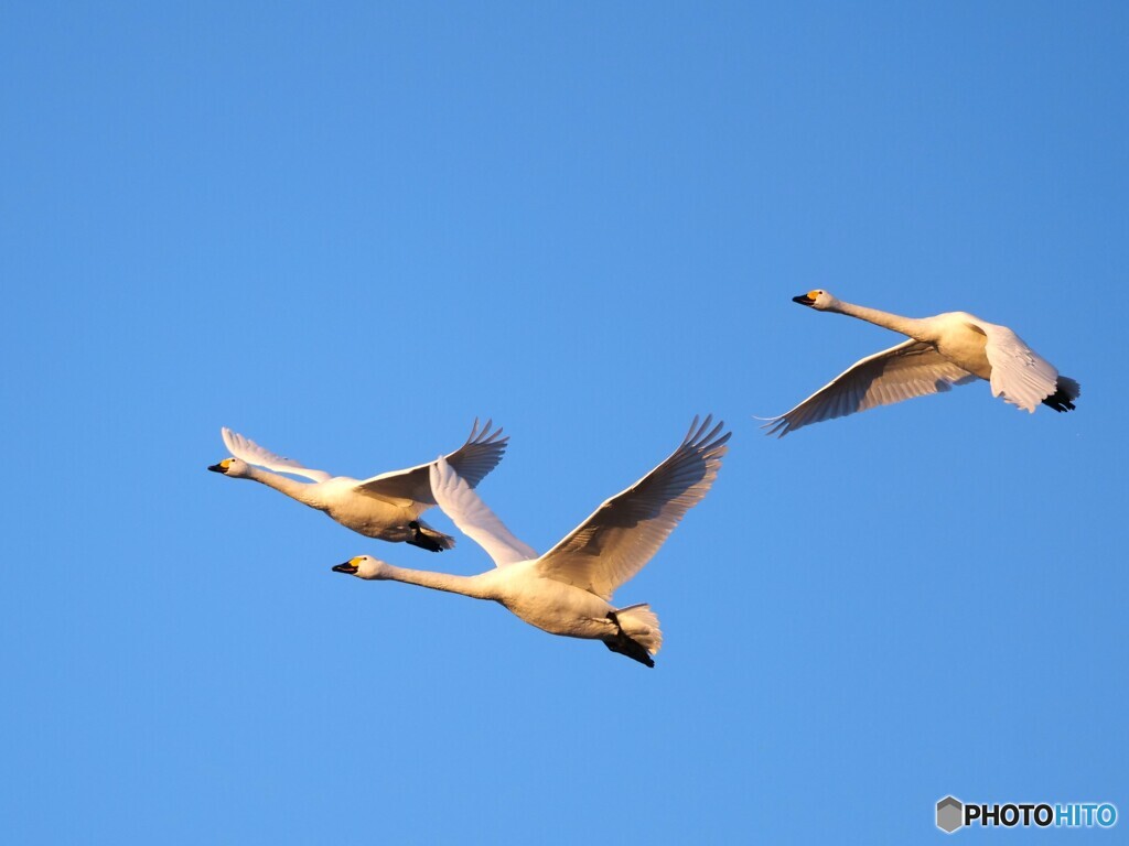 デルタで編隊飛行
