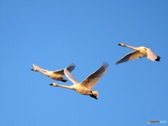 デルタで編隊飛行