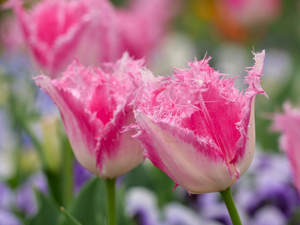 どの花見てもきれいだな～