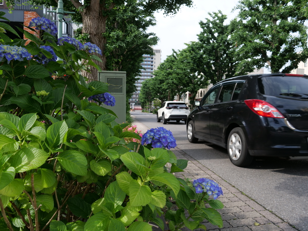 通勤路のあじさい