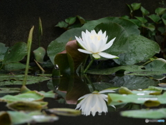 雨の日の睡蓮