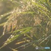 今朝の稲穂