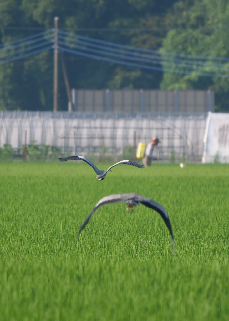 逃避行