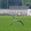 逃避行