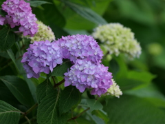 紫陽花