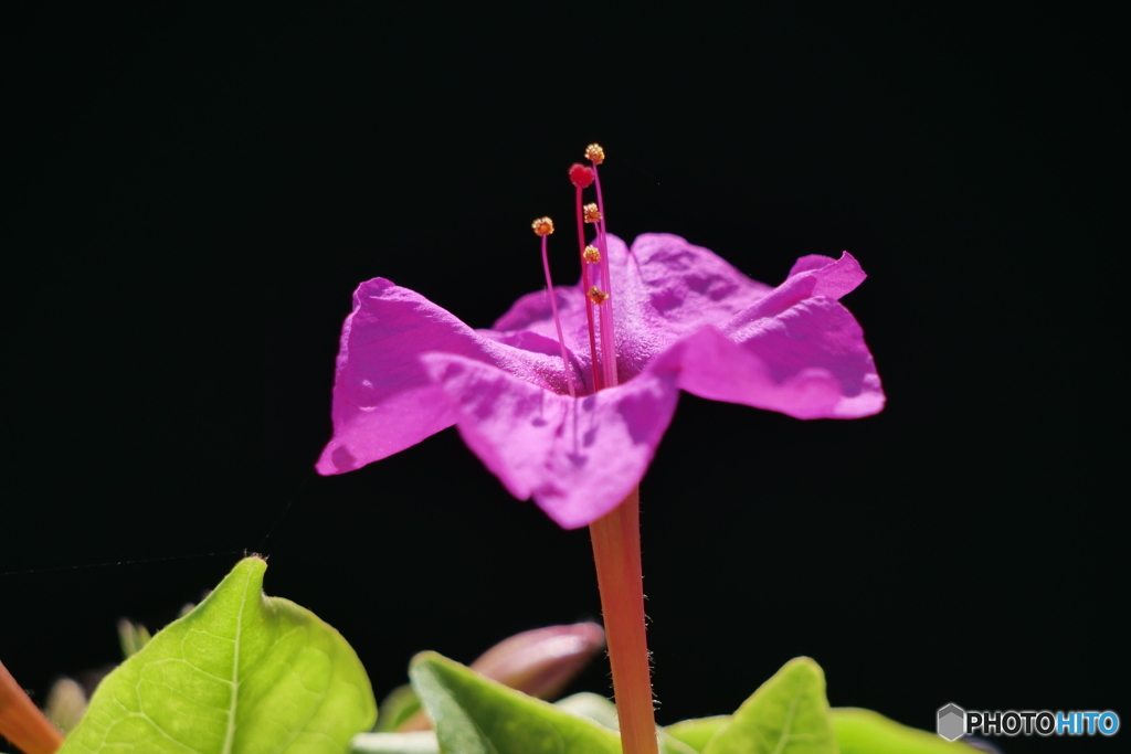 オシロイバナ（白粉花）