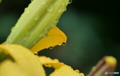 雨の日は雫ちゃん