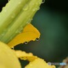 雨の日は雫ちゃん