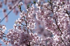 桜色に染まる午後