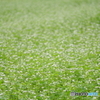 蕎麦畑