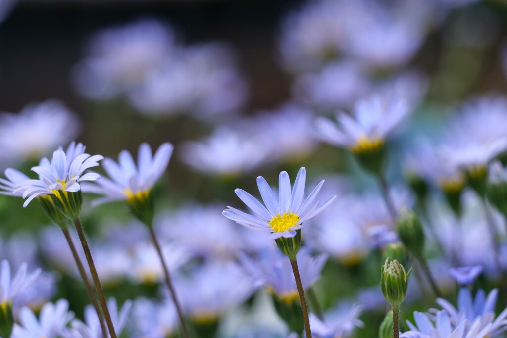 清々しいお花です