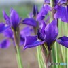 端午の節句に