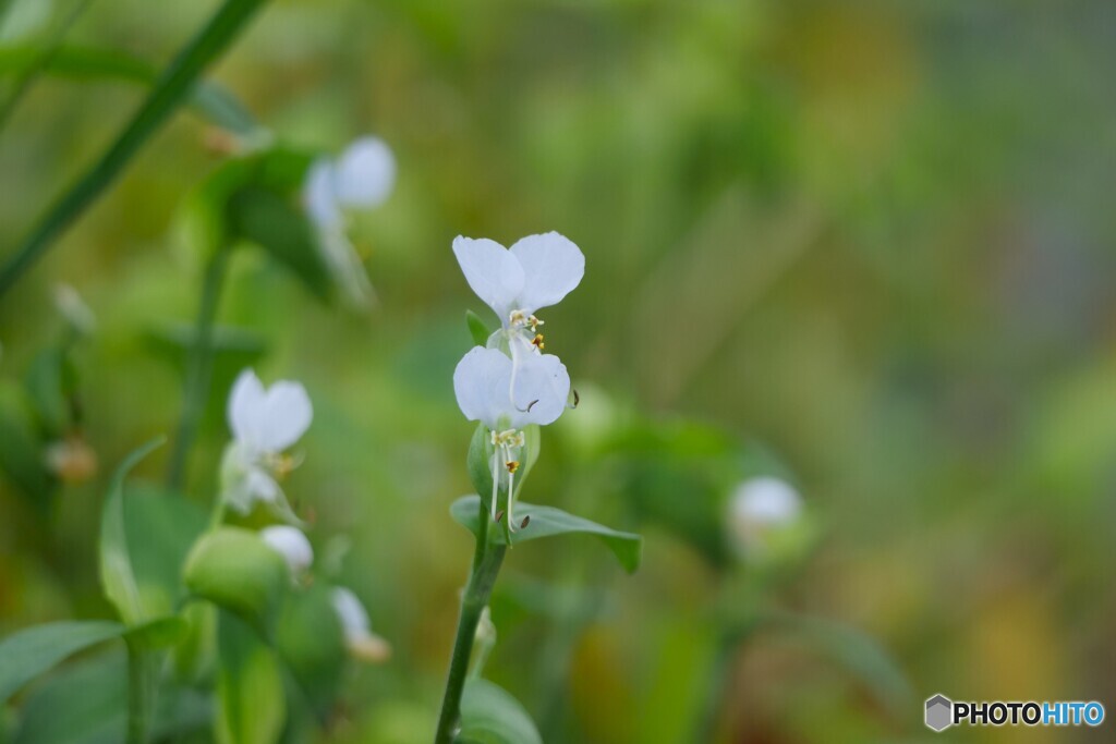 白い花