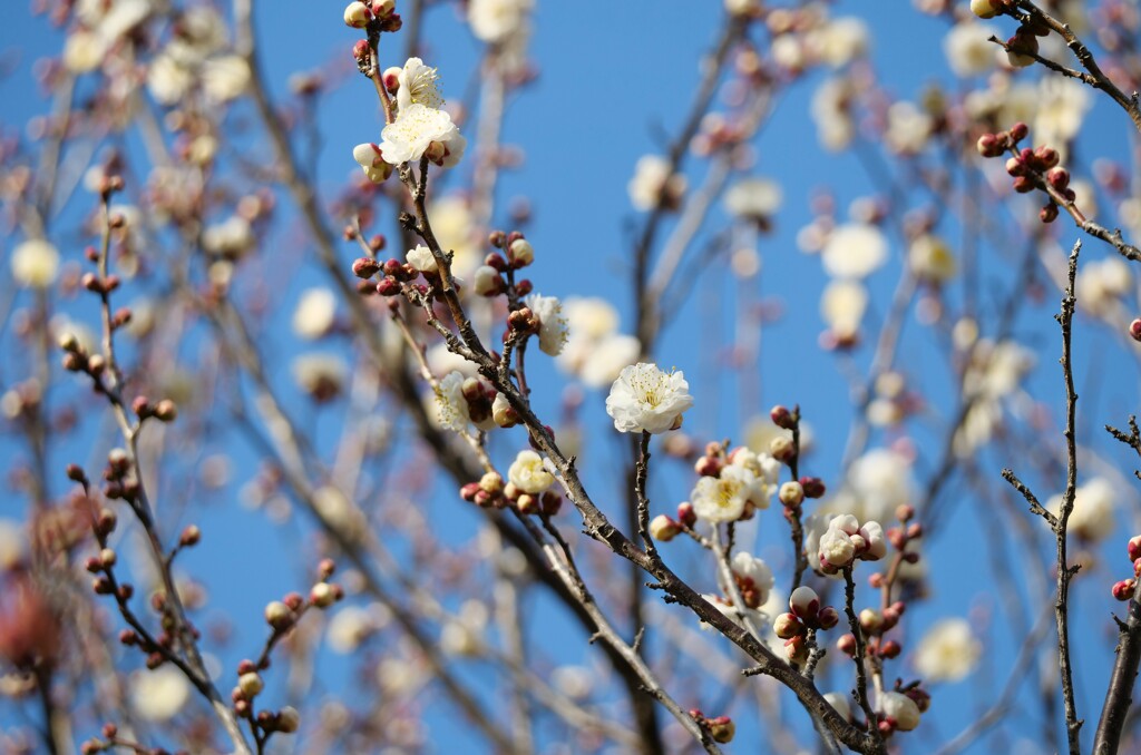 天気晴朗花白し