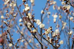 天気晴朗花白し