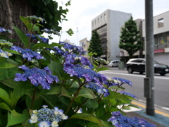 通勤路のあじさい
