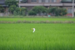潜望鏡上げ