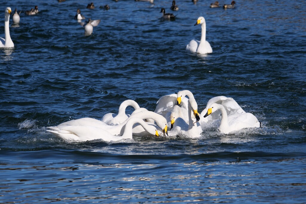 パン食い競争 2/2