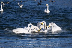 パン食い競争 2/2