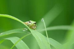  yellow green