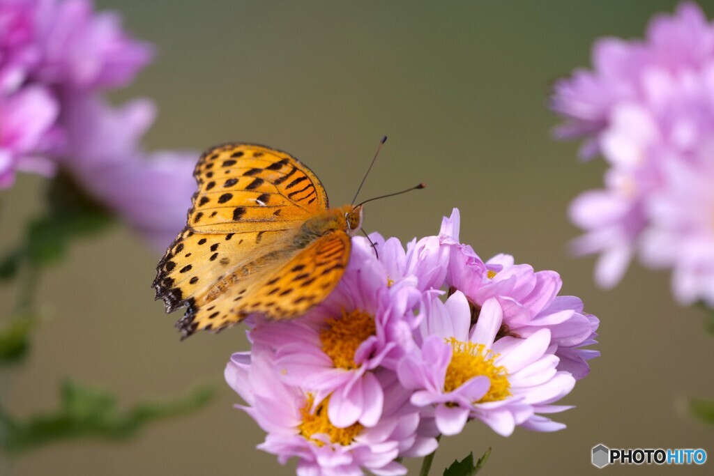 冬に見た春景色 2/2