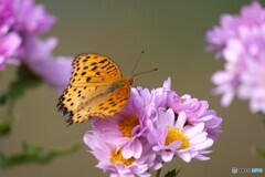 冬に見た春景色 2/2