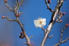 梅が咲きました