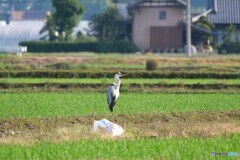 田んぼのアオサギさん