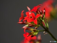 カランコエの花