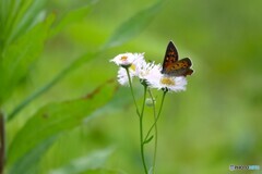 草花に宿る蝶　
