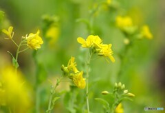 公園の花壇にて